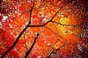 shutterstock_134133677