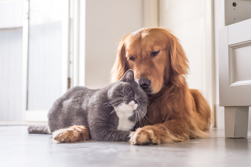 犬と猫が一匹ずつ、前の床板にいます。