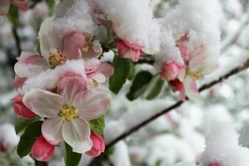 雪に覆われたリンゴの花。