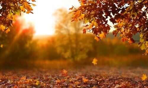 中国の地面の紅葉 - 秋のストックビデオとロイヤリティフリー映像素材。