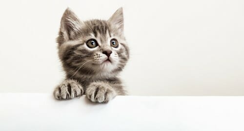 中国で子猫が白い背景を見上げています。