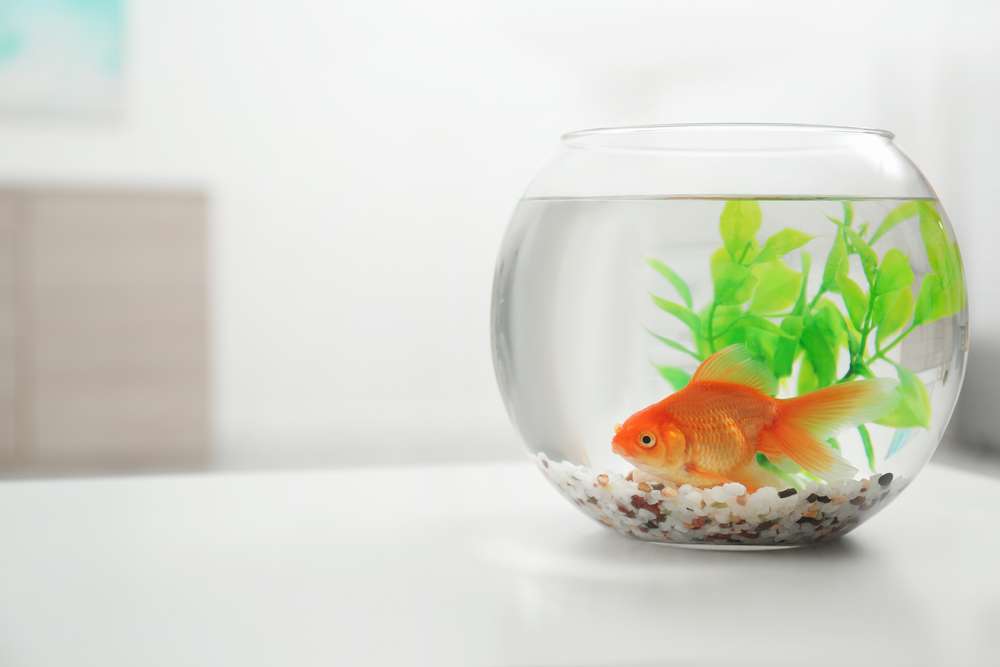 テーブルの上のボウルに入った金魚。