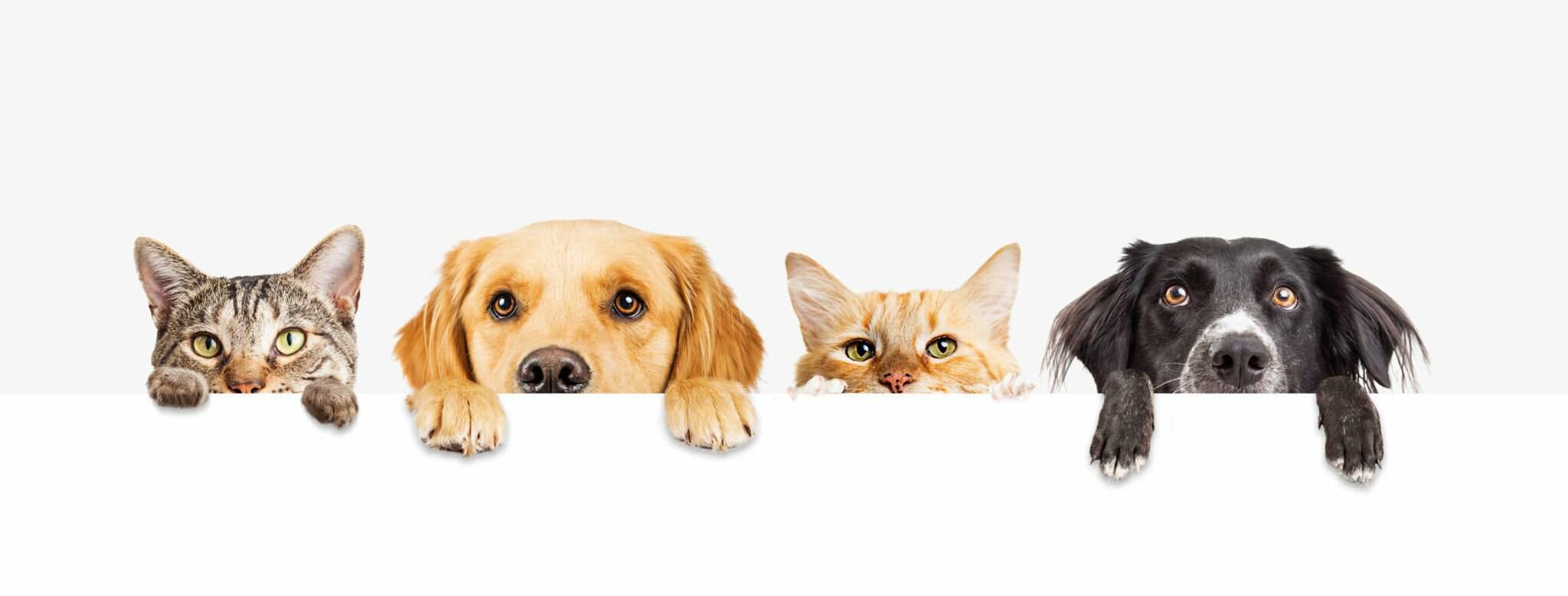 中国の白い背景の後ろから顔を覗かせる4匹の犬と1匹の猫。