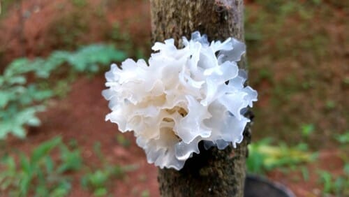 説明： 上には真っ白な花が咲き続けています。

关键词：中国