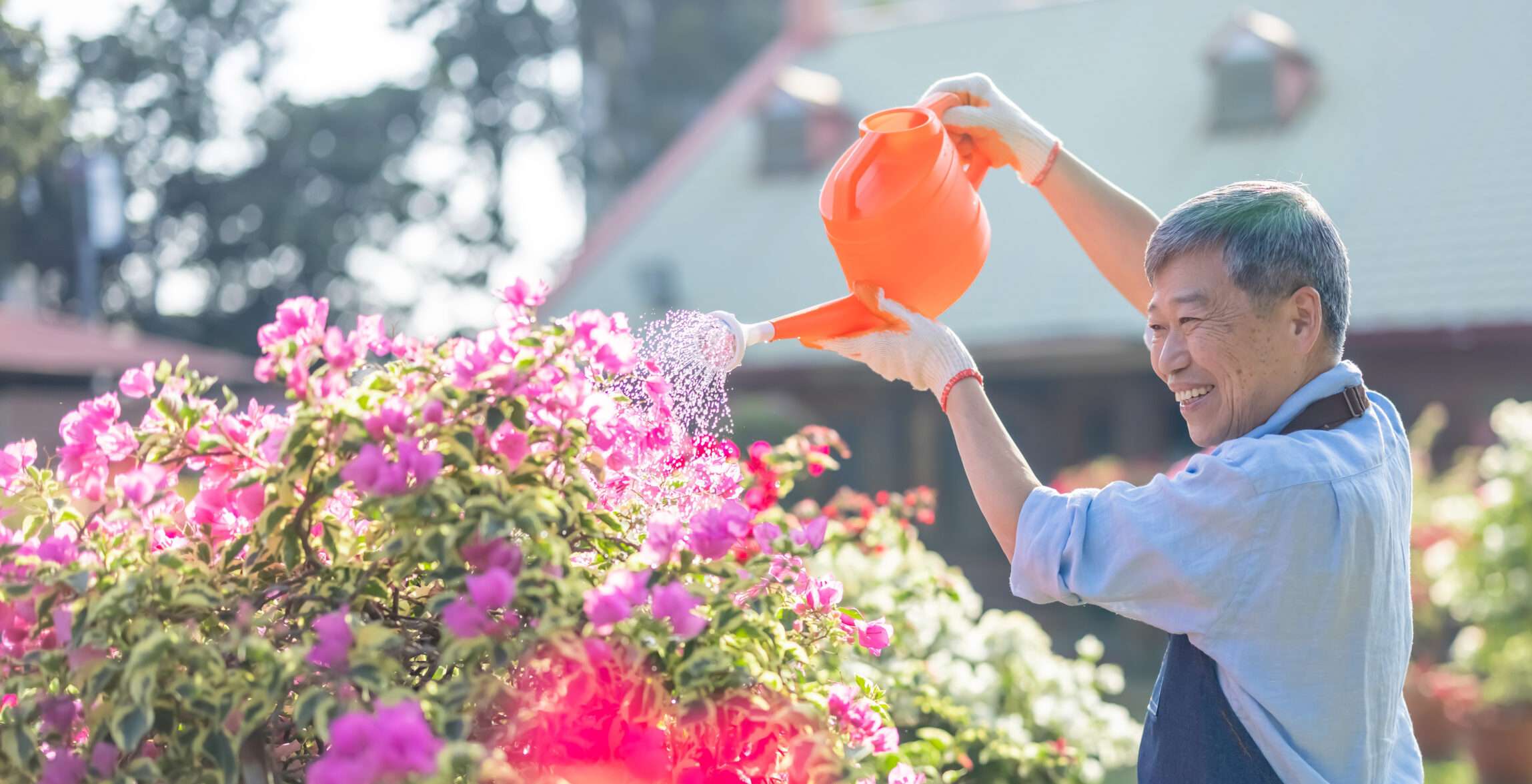 庭の花に水をやる男性。