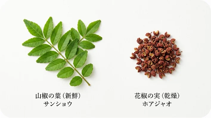 山椒の葉と乾燥した花椒の比較写真
