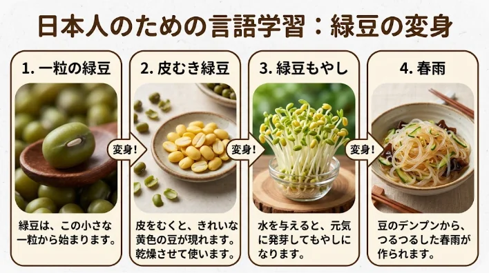 乾燥緑豆、皮むき緑豆、緑豆もやし、緑豆春雨を器に分けて並べた比較画像