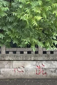 カク アイレイ先生