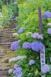 トウ カキン先生